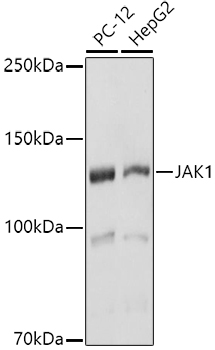 Western blot analysis of extracts of various cell lines using JAK1 Polyclonal Antibody at 1:1000 dilution.