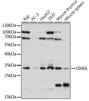 Western blot analysis of extracts of various cell lines using OX40L Polyclonal Antibody at 1:1000 dilution.