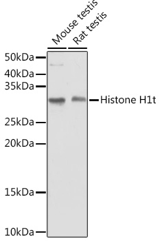 Western blot analysis of extracts of various cell lines using Histone H1t Polyclonal Antibody at 1:1000 dilution.