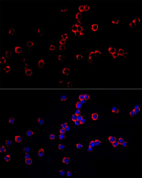 Immunofluorescence analysis of RAW264.7 cells using F4/80 Polyclonal Antibody at dilution of 1:100 (40x lens). Blue: DAPI for nuclear staining.