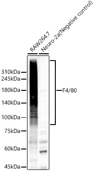 Western blot analysis of various lysates using F4/80 Polyclonal Antibody at 1:500 dilution.