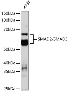 Western blot analysis of extracts of various cell lines using SMAD2/SMAD3 Polyclonal Antibody at 1:1000 dilution.