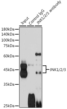 Immunoprecipitation analysis of 600ug extracts of Mouse brain cells using 3ug JNK1/2/3 Polyclonal Antibody. Western blot was performed from the immunoprecipitate using JNK1/2/3 Polyclonal Antibody at a dilution of 1:1000.