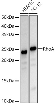 Western blot analysis of various lysates using RhoA Polyclonal Antibody at 1:500 dilution.