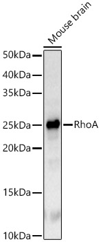 Western blot analysis of Mouse brain using RhoA Polyclonal Antibody at 1:500 dilution.