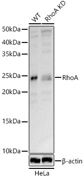 Western blot analysis of extracts from wild type(WT) and RhoA knockdown (KD) HeLa(KD) cells using RhoA Polyclonal Antibody at 1:810 dilution.