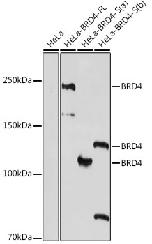 Western blot analysis of extracts of HeLa cells using BRD4 Polyclonal Antibody at 1:1000 dilution.