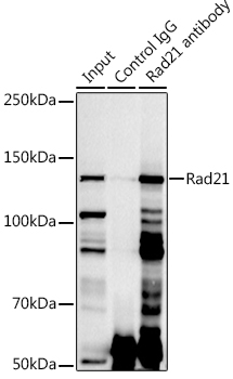 Immunoprecipitation analysis of 300ug extracts of Jurkat cells using 3ug Rad21 Polyclonal Antibody. Western blot was performed from the immunoprecipitate using Rad21 Polyclonal Antibody at a dilution of 1:1000.