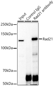 Immunoprecipitation analysis of 300ug extracts of Jurkat cells using 3ug Rad21 Polyclonal Antibody. Western blot was performed from the immunoprecipitate using Rad21 Polyclonal Antibody at a dilution of 1:1000.