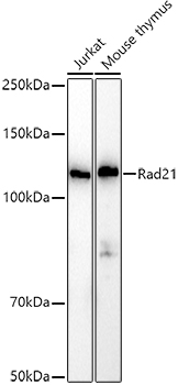 Western blot analysis of extracts of various cell lines using Rad21 Polyclonal Antibody at 1:1000 dilution.