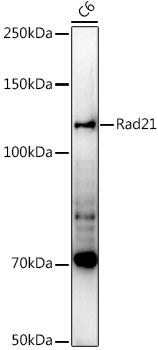 Western blot analysis of extracts of C6 cells using Rad21 Polyclonal Antibody at 1:1000 dilution.