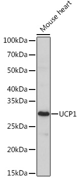 Western blot analysis of extracts of Mouse heart using UCP1 Polyclonal Antibody at 1:1000 dilution.