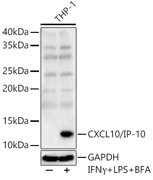 Western blot analysis of THP-1 using CXCL10/IP-10 Polyclonal Antibody at 1:3000 dilution.THP-1 cells were treated by LPS for 6 hours,Brefeldin A for 3 hours and IFNγ (50ng/ml) for 8 hours of stimulation.