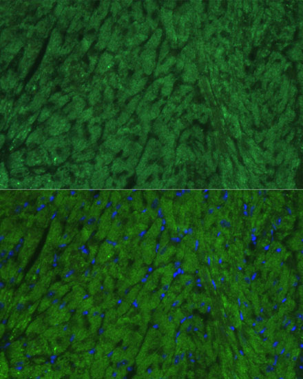 Immunofluorescence analysis of mouse heart using NPPA Polyclonal Antibody at dilution of 1:100. Blue: DAPI for nuclear staining.