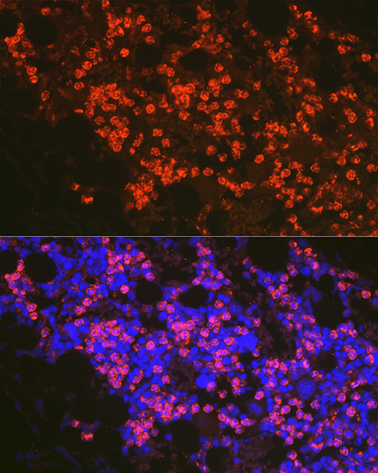 Immunofluorescence analysis of mouse bone marrow cells using FADD Polyclonal Antibody at dilution of 1:100 (40x lens). Blue: DAPI for nuclear staining.