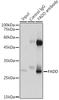 Immunoprecipitation analysis of 600ug extracts of Mouse heart cells using 3ug FADD Polyclonal Antibody. Western blot was performed from the immunoprecipitate using FADD Polyclonal Antibody at a dilution of 1:1000.