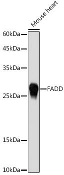 Western blot analysis of extracts of Mouse heart using FADD Polyclonal Antibody at 1:1000 dilution.