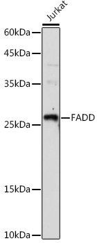 Western blot analysis of extracts of Jurkat cells using FADD Polyclonal Antibody at 1:1000 dilution.