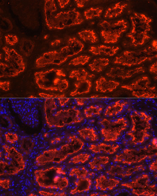 Immunofluorescence analysis of Human kidney using SLC5A2 Polyclonal Antibody at dilution of 1:100 (40x lens). Blue: DAPI for nuclear staining.