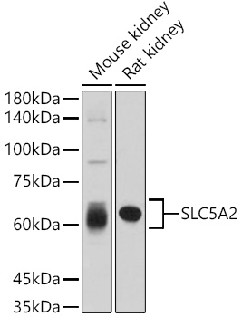 Western blot analysis of extracts of various cell lines using SLC5A2 Polyclonal Antibody at 1:1000 dilution.