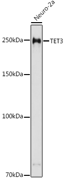 Western blot analysis of extracts of Neuro-2a cells using TET3 Polyclonal Antibody at 1:500 dilution.