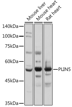 Western blot analysis of extracts of various cell lines using PLIN5 Polyclonal Antibody at 1:1000 dilution.