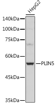 Western blot analysis of extracts of HepG2 cells using PLIN5 Polyclonal Antibody at 1:1000 dilution.