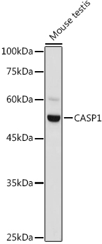 Western blot analysis of extracts of Mouse testis using CASP1 Polyclonal Antibody at 1:1000 dilution.