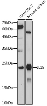 Western blot analysis of extracts of various cell lines using IL18 Polyclonal Antibody at 1:1000 dilution.