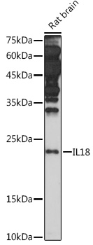 Western blot analysis of extracts of Rat brain using IL18 Polyclonal Antibody at 1:1000 dilution.