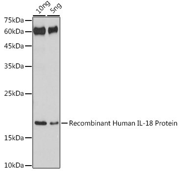 Western blot analysis of extracts of Recombinant Human IL-18 Protei using IL18 Polyclonal Antibody at 1:1000 dilution.