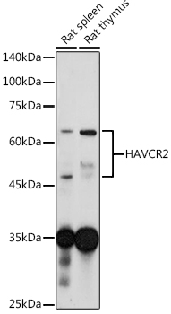 Western blot analysis of extracts of various cell lines using TIM-3/HAVCR2 Polyclonal Antibody at 1:1000 dilution.