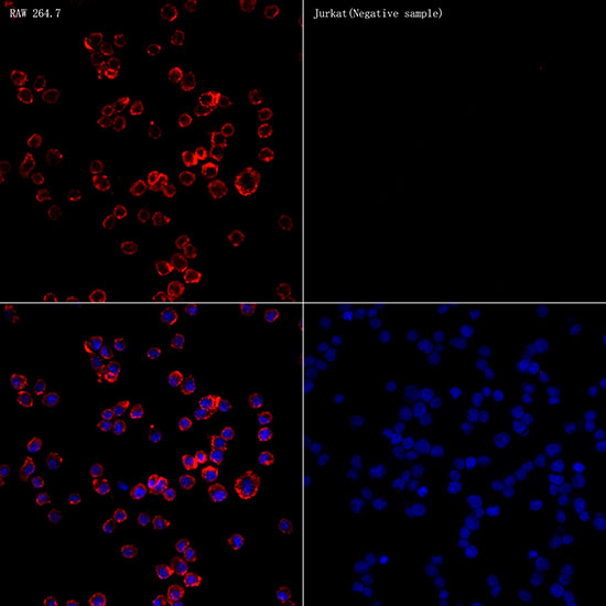 Immunofluorescence analysis of RAW 264.7 and Jurkat using CD68 Polyclonal Antibody at dilution of 1:50 (40x lens). Blue: DAPI for nuclear staining.