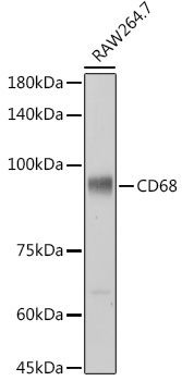 Western blot analysis of extracts of RAW264.7 cells using CD68 Polyclonal Antibody at 1:1000 dilution.