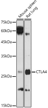 Western blot analysis of extracts of various cell lines using CD152/CTLA-4 Polyclonal Antibody at 1:1000 dilution.