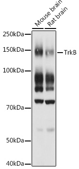 Western blot analysis of extracts of various cell lines using TrkB Polyclonal Antibody at 1:1000 dilution.