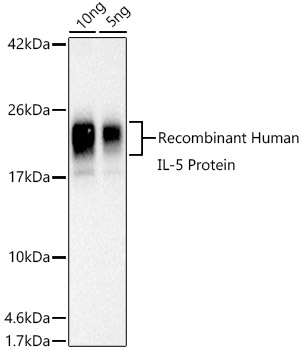 Western blot analysis of extracts of Recombinant Human IL-5 Protein using Human IL-5 Polyclonal Antibody at 1:1000 dilution.