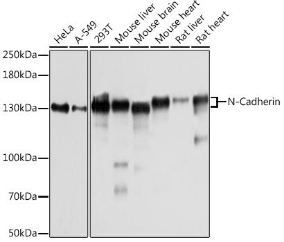 Western blot analysis of extracts of various cell lines using N-Cadherin Polyclonal Antibody at 1:1000 dilution.