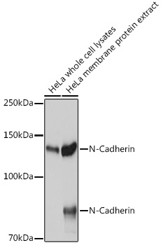 Western blot analysis of extracts of HeLa cells using N-Cadherin Polyclonal Antibody at 1:1000 dilution.