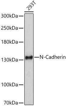 Western blot analysis of extracts of 293T cells using N-Cadherin Polyclonal Antibody at 1:1000 dilution.