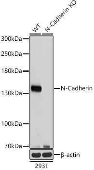 Western blot analysis of extracts from wild type(WT) and N-Cadherin knockout (KO) HeLa cells using N-Cadherin Polyclonal Antibody at 1:1000 dilution.