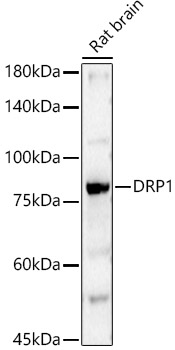 Western blot analysis of extracts of Rat brain using DRP1 Polyclonal Antibody at 1:400 dilution.