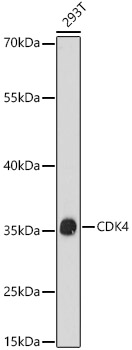 Western blot analysis of extracts of 293T cells using CDK4 Polyclonal Antibody at 1:1000 dilution.