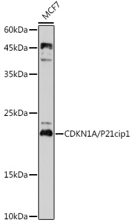 Western blot analysis of extracts of MCF7 cells using CDKN1A/P21cip1 Polyclonal Antibody at 1:1000 dilution.