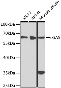 Western blot analysis of extracts of various cell lines using cGAS Polyclonal Antibody at 1:1000 dilution.