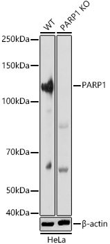 Western blot analysis of extracts from wild type(WT) and PARP1 knockout (KO) HeLa cells, using PARP1 Polyclonal Antibody at 1:5000 dilution.
