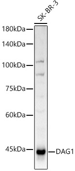 Western blot analysis of SK-BR-3 using DAG1 Polyclonal Antibody at 1:1000 dilution.