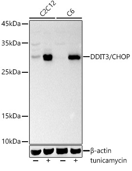 Western blot analysis of extracts of various cell lines using DDIT3/CHOP Polyclonal Antibody at 1:1000 dilution.C2C12 and C6 cells were treated by tunicamycin (2 μg/ml) for 8 hours.