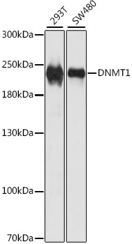Western blot analysis of extracts of various cell lines using DNMT1 Polyclonal Antibody at 1:1000 dilution.