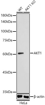 Western blot analysis of extracts from wild type(WT) and AKT1  knockout (KO) HeLa cells, using AKT1 Polyclonal Antibody at 1:1000 dilution.